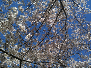 image-20110407081124.png
